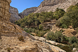 Bernhard Saalfeld - En Avdat (7v9)